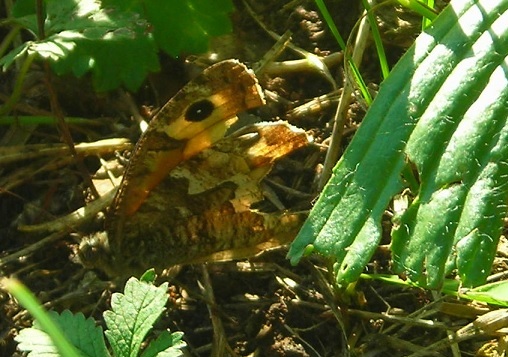 Hipparchia (Parahipparchia) semele, Nymphalidae